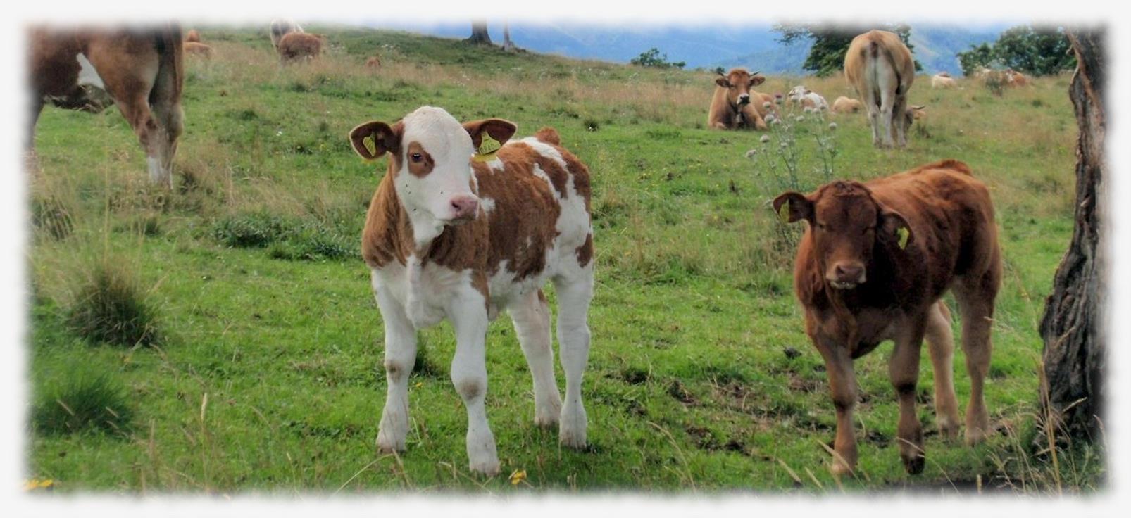 Unsere Kühe auf der Kuchl-Alm