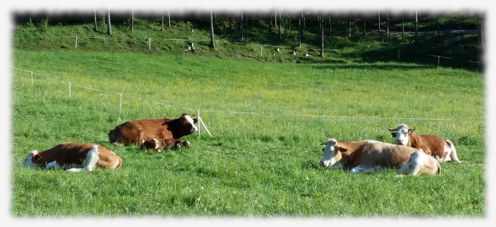 Unsere Kühe bei uns auf der Wiese